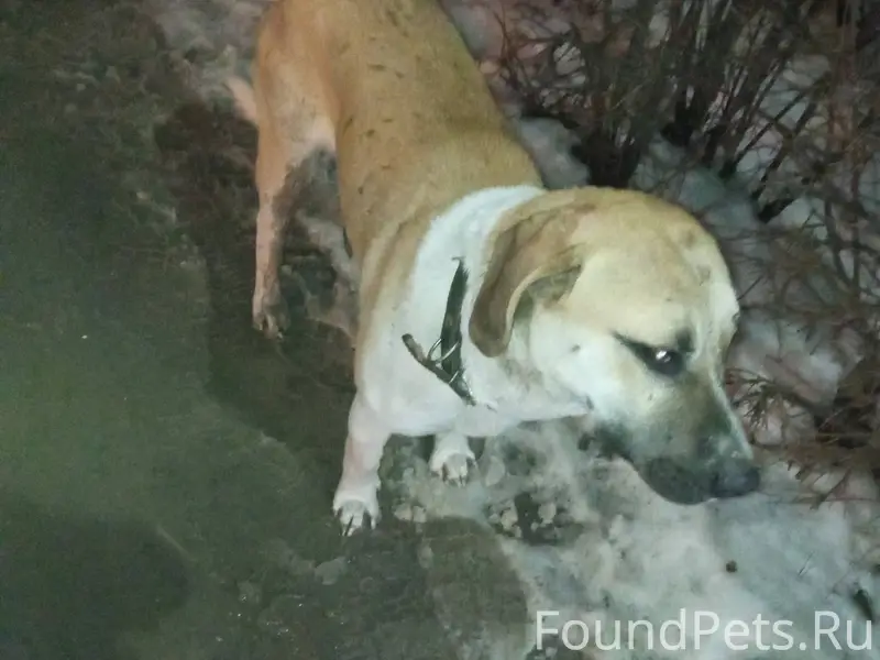 Чей пëс потерялся? Кобель, сре...