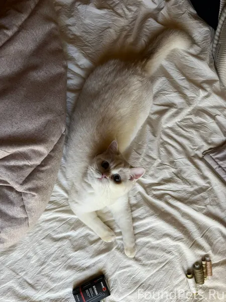 Пропала кошка, кличка Луна, Аш...