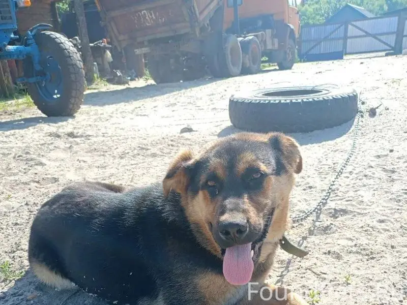 Пропала собака д.Масловка. Есл...