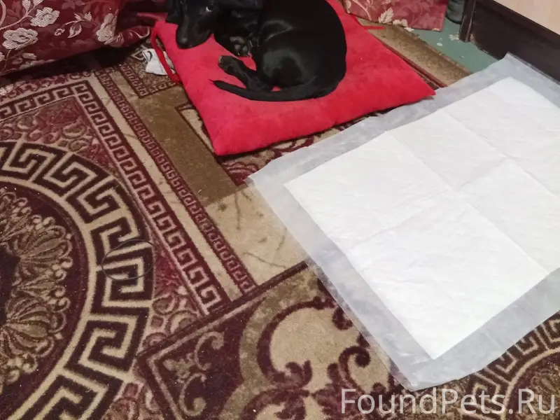 Кто потерял собаку ??? В красн...