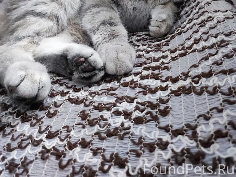 Пропал кот в районе ул.Тамбовс...