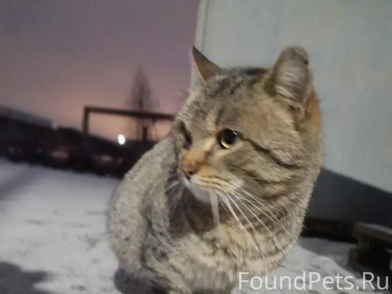 ‼НАЙДЕН кот (кошка)️‼️ В район...