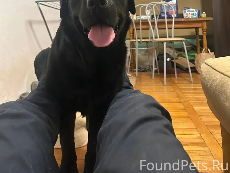 Найдена собака . Сновицы. Ночь...