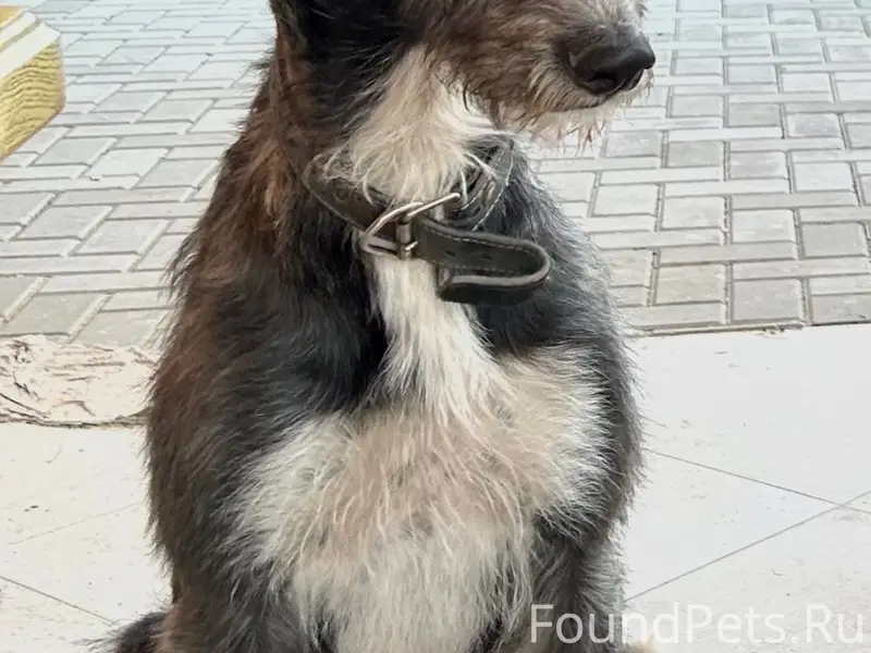 Добрый вечер 🌇 Убежал пес, 01....