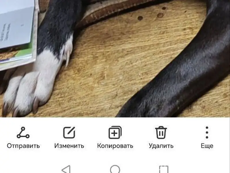 ПРОПАЛА СОБАКА. В РАЙОНЕ ТЕКСТ...