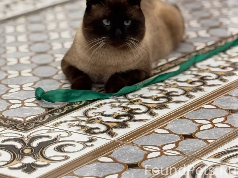 Пропал кот в районе улицы Авде...