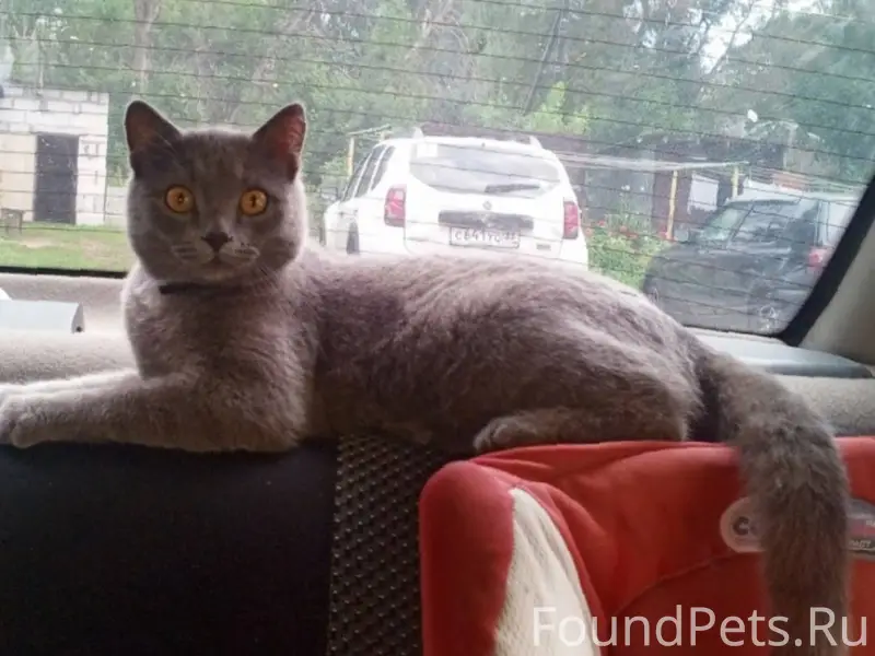 Пропал кот в районе Дк 1...