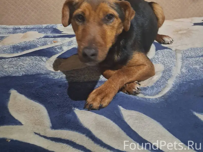 🐾✨ Внимание, друзья! ✨🐾 Сегодн...