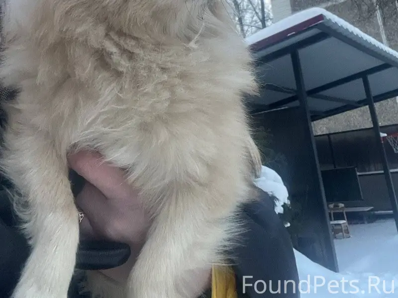 Найдена собака,девочка.без оше...