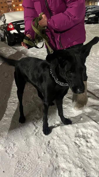 Найдена собака 1.02 в районе.....