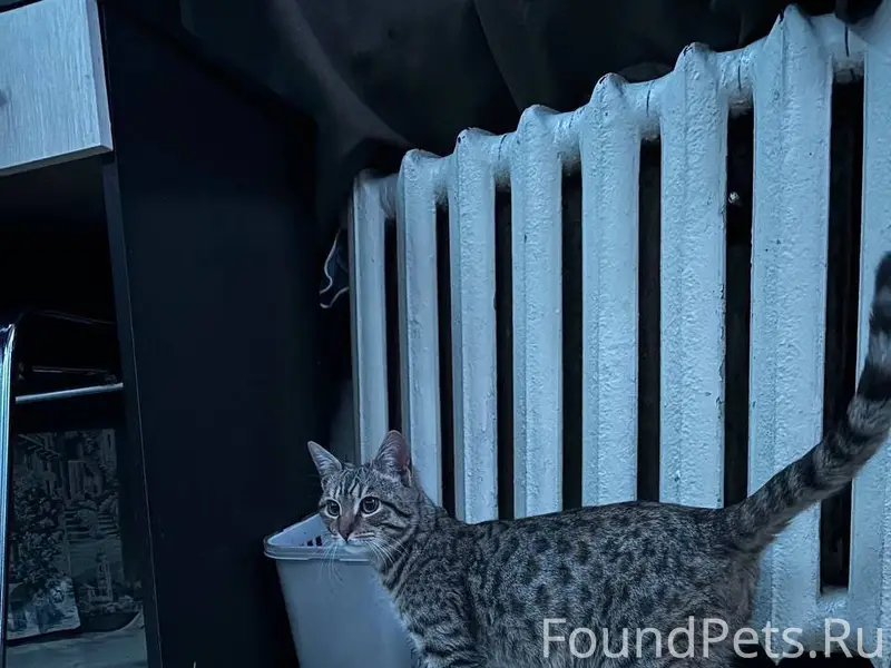 ❗🆘на заречке найдена кошка, ск...