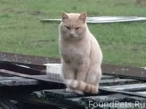 Пропал кот. Если видели, пожал...