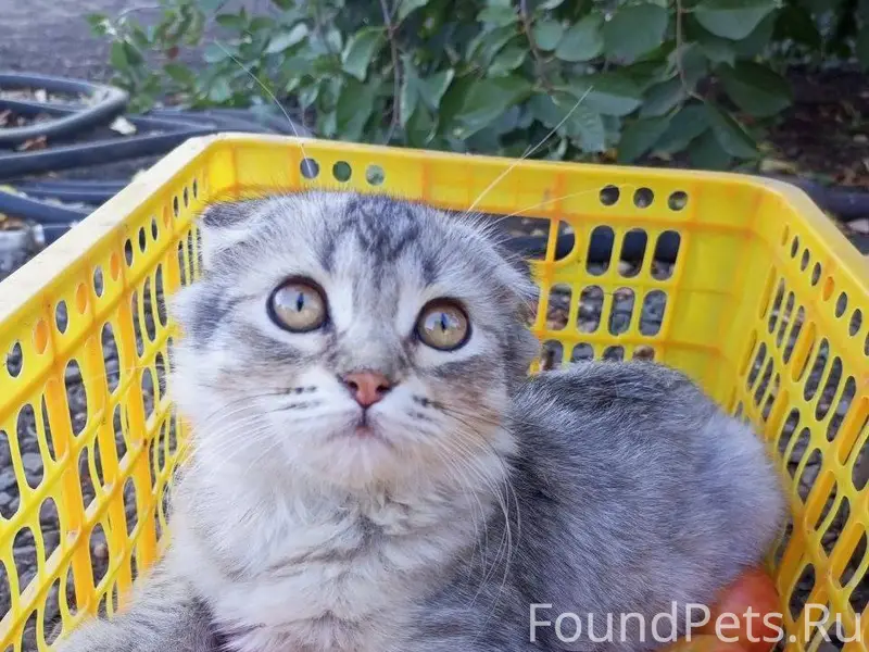 Пропала кошка, ушла 3 дня наза...