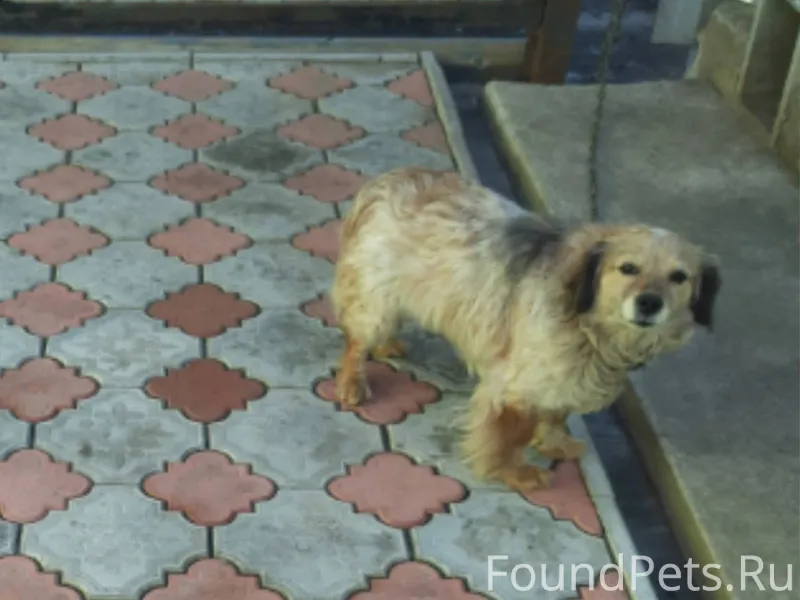 Потерялась собака т.8951426378...