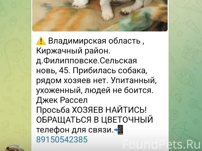 Киржачский район. Найдена соба...