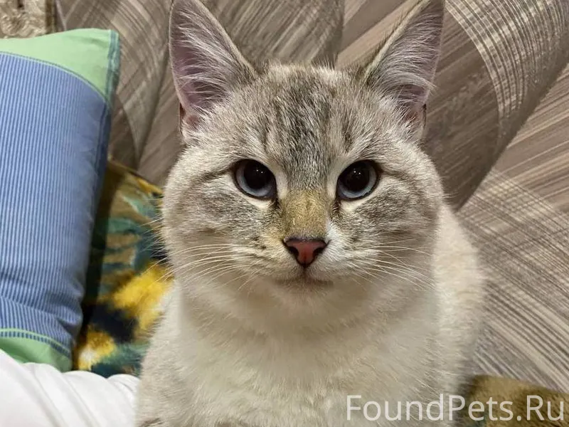 ❗️ПРОПАЛ КОТ если кто то видел...