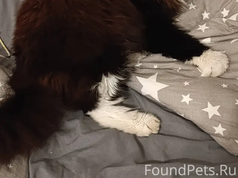 Пропал кот, в районе Урицкого ...