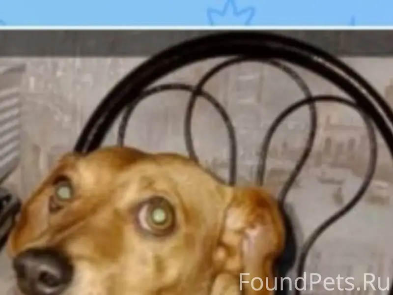 Найден кобель в районе 64 школ...