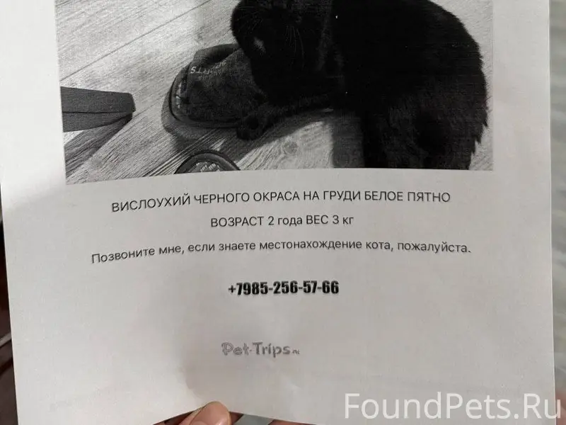 🆘🆘🆘ПРОПАЛ КОТ🆘🆘🆘 27 января 202...