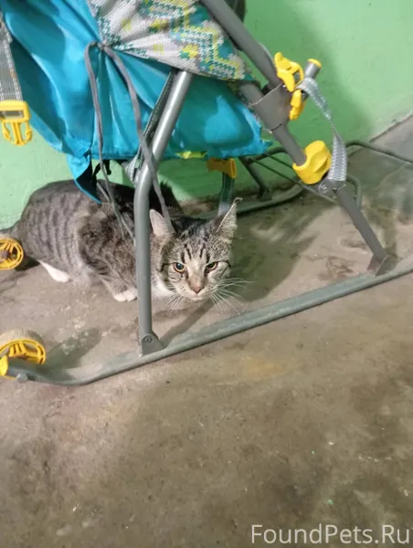 Найден кот или кошка в подъезд...