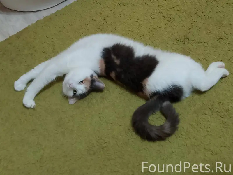 Пропала кошка Алиска с ул. Сам...