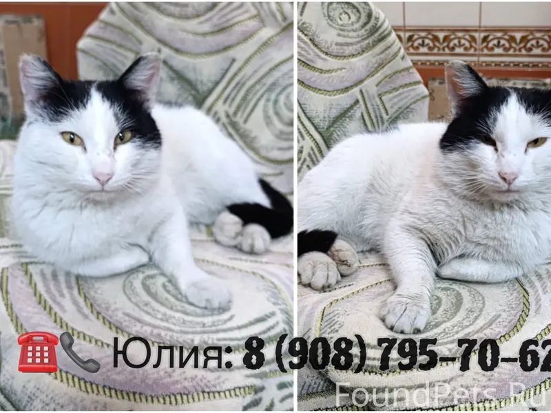 Кот, переживший мороз… Омск! (...