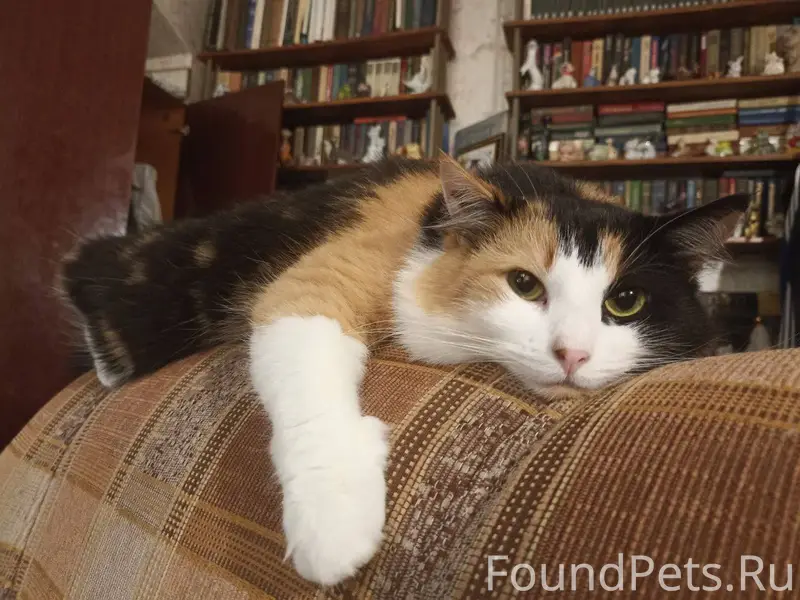 Пропала трёхцветная кошка недалеко от м. Технологический институт.