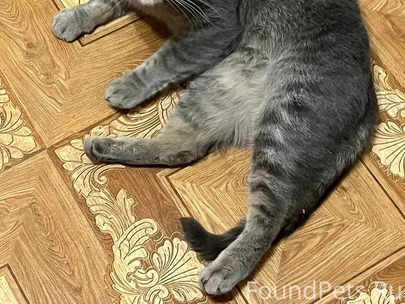 Найдена кошечка (или кот) в по...