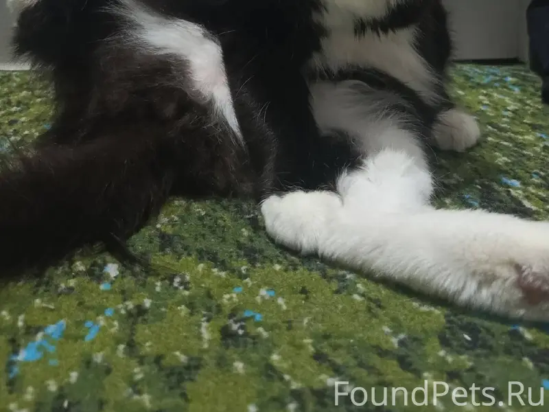 Пропала кошка отзывается на Ма...