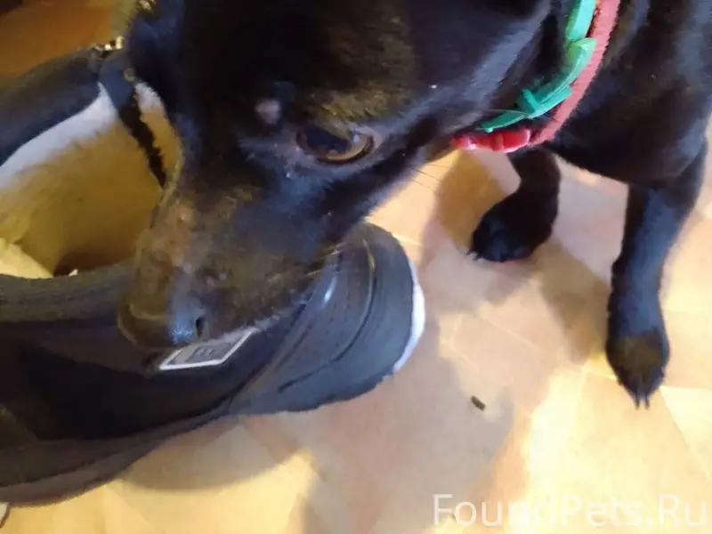 Найдена собака на фанерного ищ...