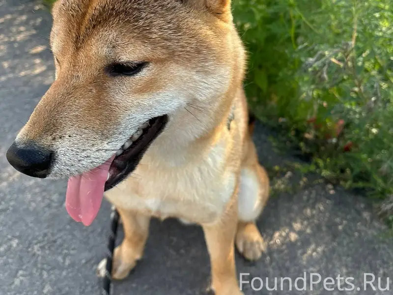 Пропала собака, вчера днем, ра...