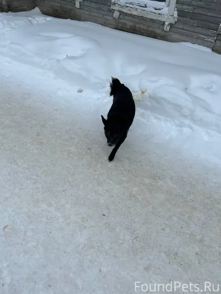 Кто потерял? Бегает полностью ...