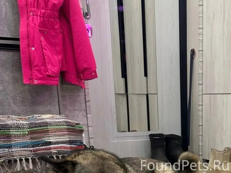 Пропала собака, вчера в районе...