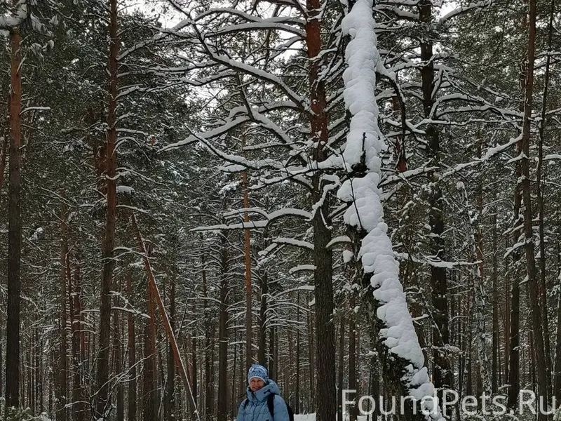 02.02 Потерялась собака белый ...