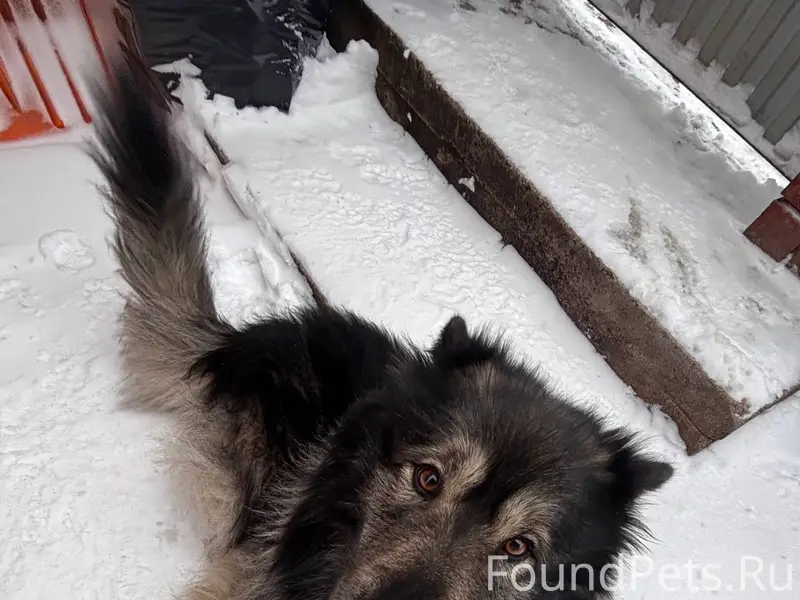 Сбежала ночью собака в районе ...