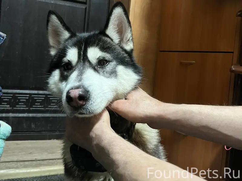 Найдена собака по адресу Гагар...