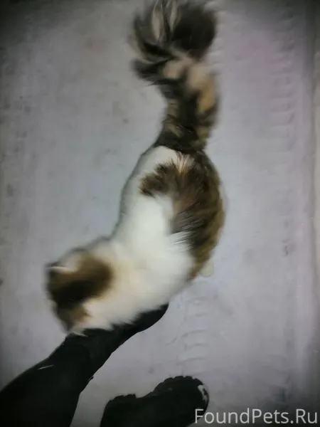 Потерялся кот пушистый с кори...