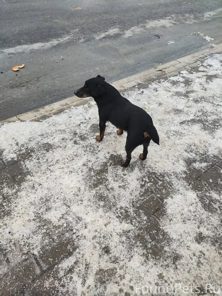 Потерялась собака. Советский р...