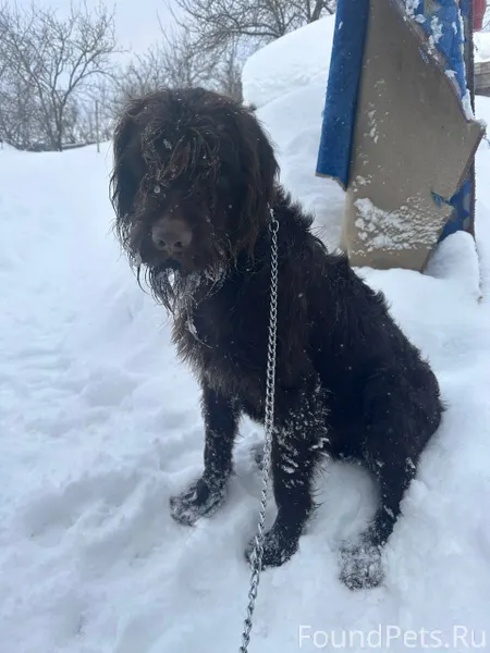 Срочно ‼️ Найдена собака, бежа...