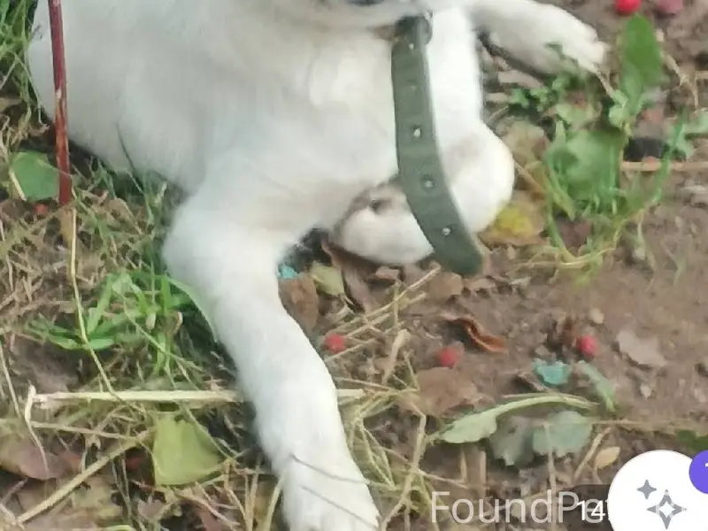 ‼️‼️‼Пропала собака️‼️‼️‼️ В р...