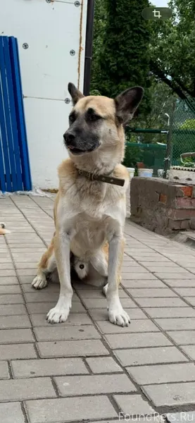 🙏🙏🙏🙏🙏 УБЕЖАЛ ПЕС!!!! Кличка Па...