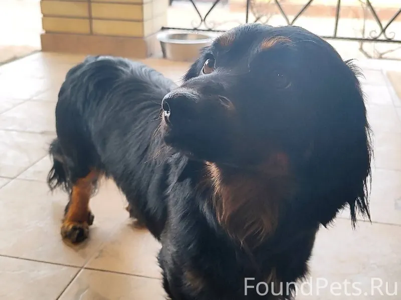 Здравствуйте. Найдена собака (...