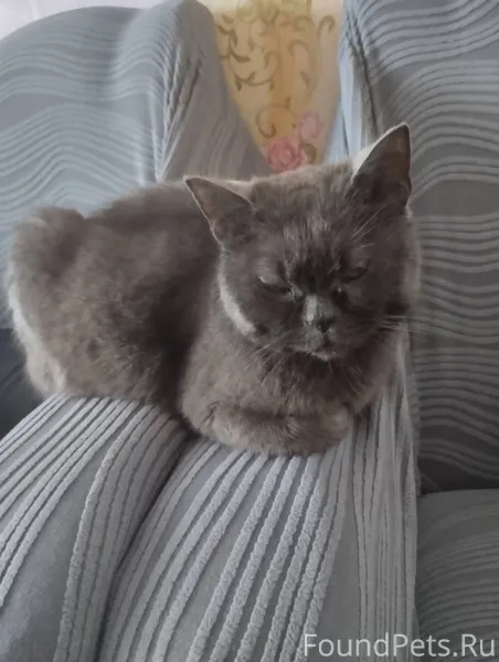 Найдена кошка около магазина м...