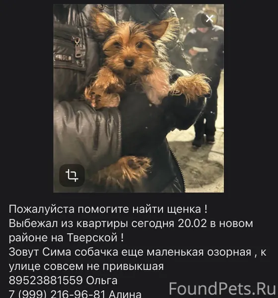 Потерялась моя собака
