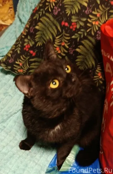 Добрый день!Пропал черный кот ...