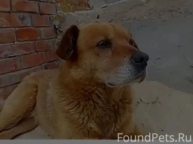 ПОТЕРЯЛАСЬ собака . Кличка Грэ...