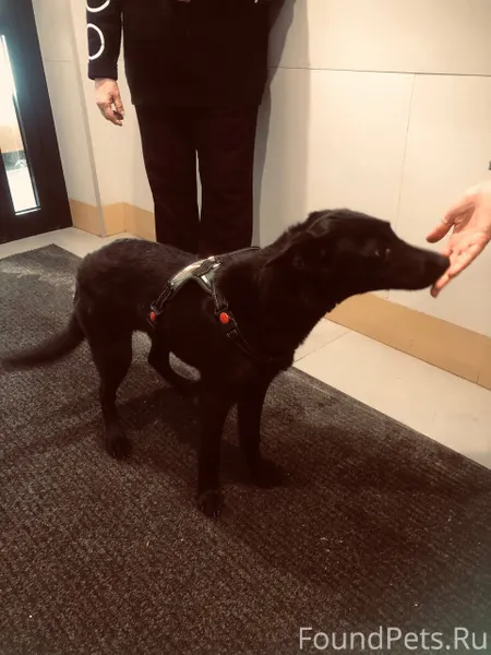 Потерялась (?) девочка. ЖК Сок...