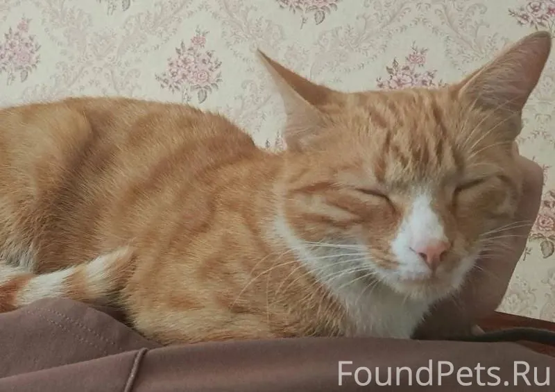 Пропал кот, в районе двора общ...