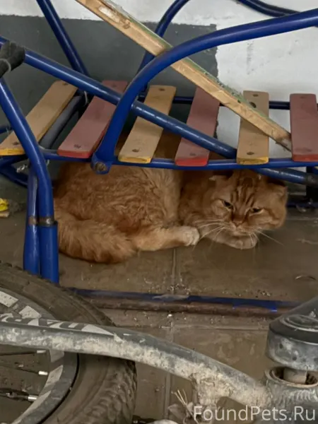 📍г. Обь Найден кот (пол неизве...