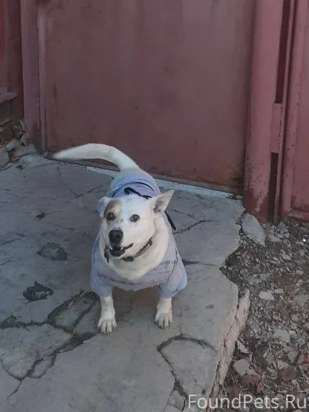 Пропала собака отзывается на к...